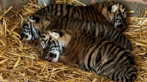 Three small tiger cubs, with their distinctive orange and black striped coats, lie sleeping in a huddle on a bed of straw.