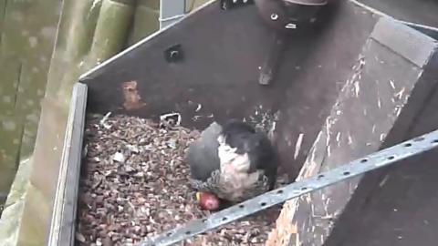 A still of a webcam feed showing a nest high up on a cathedral spire