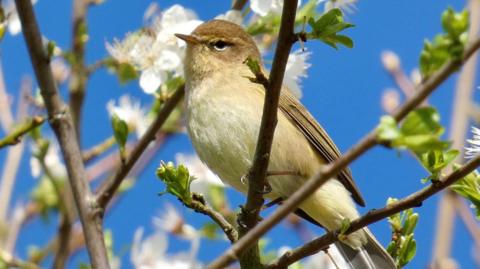A small bird sits in a tree which has new blooms forming on its branches on a sunny day. The blue sky can be seen behind the bird and tree.