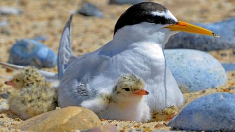 A little Tern on a nest with two young chicks. The adult is a white bird with a black head and yellow beak. The chicks are sandy-coloured and the nest is on the ground. 