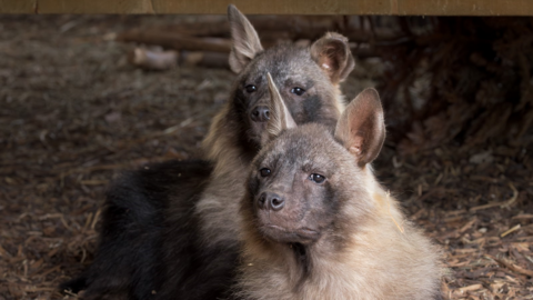 Flo and Quinn are lying along side each other with their heads pointing in the same direction. One has upright ears while the other has one slightly floppy ear. Their long ruffs are pale brown and the fur on their bodies is darker brown. Their eyes and noses look dark brown or black. They are lying on a bed of twigs. 