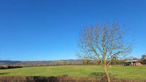 A BBC weather watcher has taken a photograph of a single bare tree and a neatly trimmed hedgerow, which is in front of a field of grass with hills in the background and a vibrant clear blue sky.