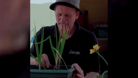A man wearing a checked hat tends to daffodils in a plant pot