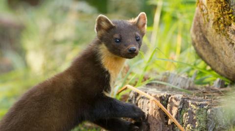 The picture shows a pine marten in woodland. The mammal has a yellow chest and brown fur.  