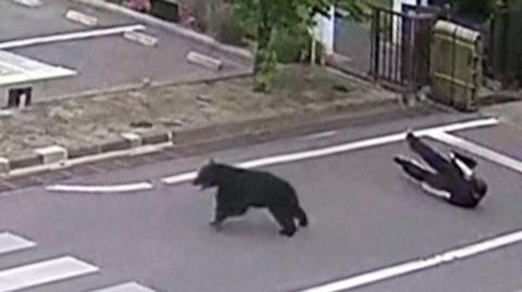 A black bear is seen running on a road, with a man dressed in black visible on the ground behind him.