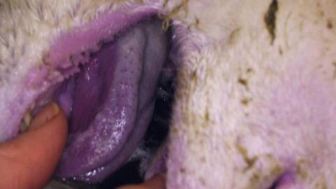 A close-up picture of a sheep's tongue in its mouth. It has turned a blue/purple colour.