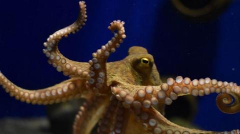Octopus.