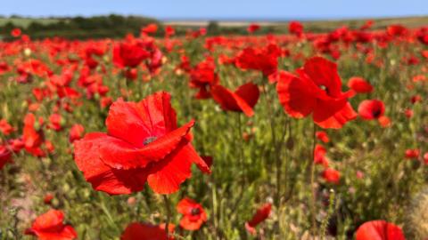 A close-up of red poppies in a field at the Kelling Estate on the north Norfolk coast.