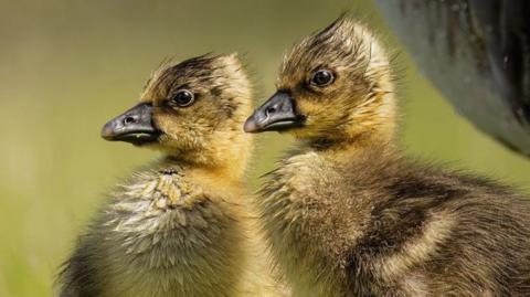 ducks