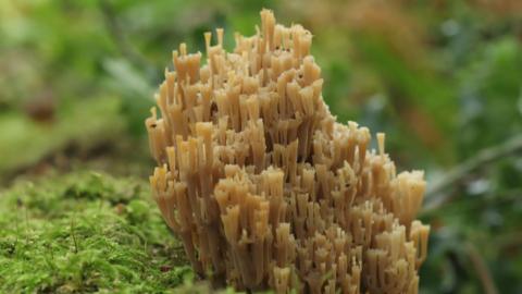 The fungus is on a rotting mossy log. The coral is of a yellow colour and looks like a crown. 