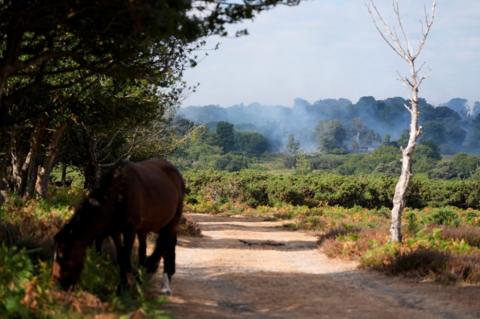A New Forest pony grazes in front of a smoky landscape.