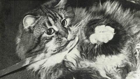 Tabby Cat