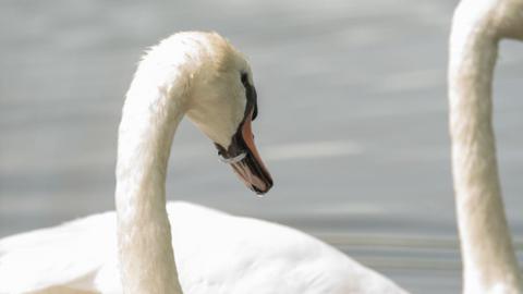 Two white swans on water. One can be seen with a small, plastic ring, around its orange beak. 