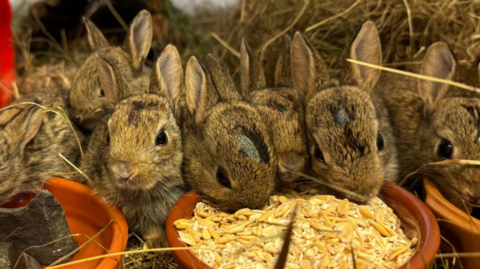 Six small rabbits in straw, clustered around a brown bowl filled with food