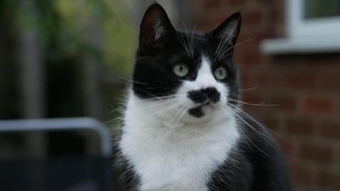 A black and white cat, Spud, looks off from the camera with the blurred out brick wall of a house and a railing behind him.