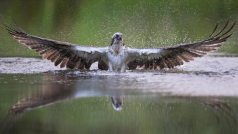 An osprey has its wings spread out wide as it flies up from a loch after trying to catch a fish. The osprey is white and brown with bright yellow eyes.