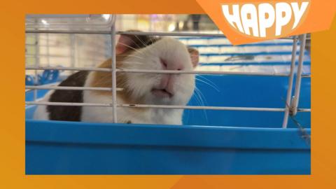 A guinea pig
