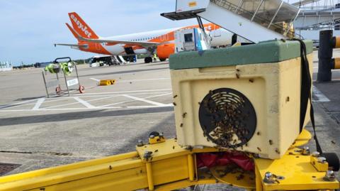 Bees nestled onto a square box with a vent on it. An airplane is parked behind the box.