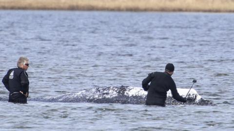 Officials in wetsuits attend to a whale stranded in the shallow waters off the island of Poel