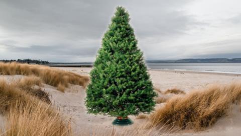 A picture of an undecorated christmas tree is superimposed onto a photograph of sand dunes on a UK beach in the winter. The straw-like grass is blowing in the wind and the sky is grey.
