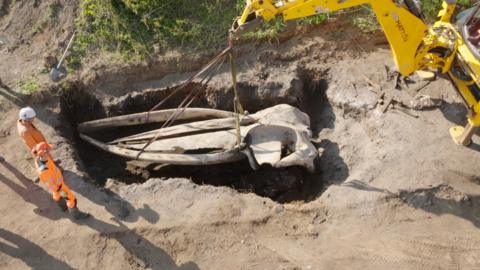 Whale skull is lifted from the ground by a crane