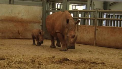 An adult and a baby rhinoceros in an indoor pen. They are walking towards the camera.