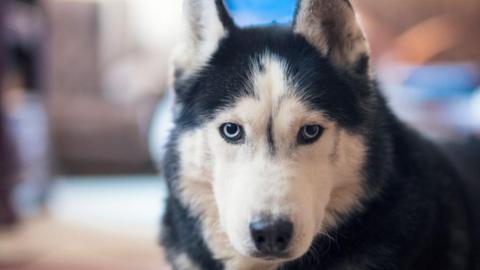 Black and white Siberian husky looking into the camera