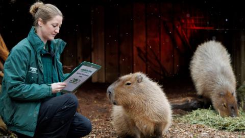 A zookeeper in a green coat kneels near to two capybaras. The capybaras are large with brown fur, four legs and small ears. 