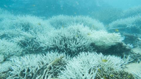 Bleached coral in the Great Barrier Reef 