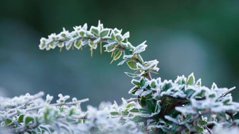 A small branch with tiny green leaves arches out of a more foliage below, the leaves outlined with a white frost.