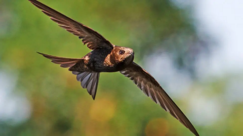 A Swift flying through the air