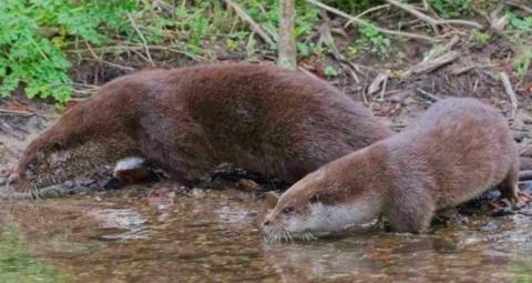 Two otters dipping their feet and noses into a river. They are both brown but one is bigger and darker than the other
