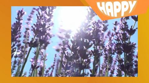 Lavender in a field