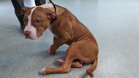 A tan bully-type puppy looks towards the camera