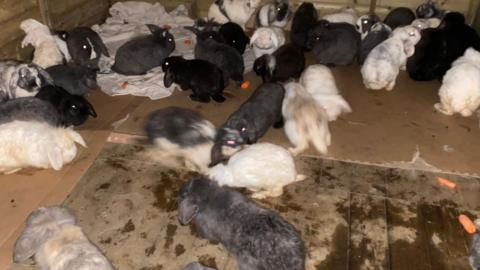 grey, black and white rabbits pictured inside a wooden shed with orange carrots on wooden floors.