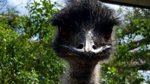 A close-up image of a black-haired emu looking directly into the camera, with dark brown eyes and a shiny black beak. There is green foliage and a blue sky out of focus behind the bird.