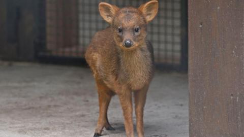 tiny deer