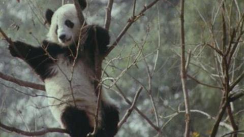 A panda in a tree.