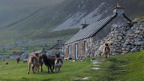 Caoraich ann an Hiort