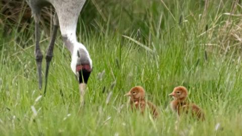 A crane and its two chicks are seen in tall grass. The crane is reaching into the grass with its long beak.