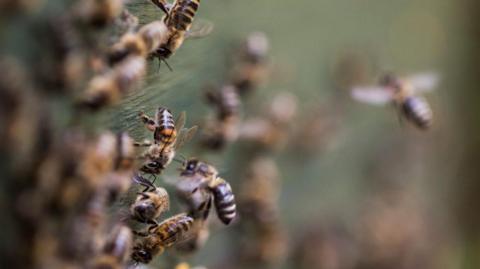 A close up of bees swarming together in a hive.