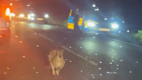 A wallaby on the road at night ,with a police van on the side of the road and cars queuing behind it