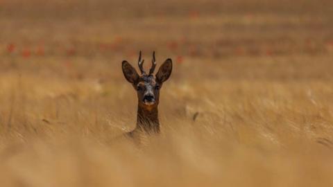 a deer raising its head above crops in a field