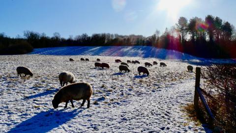 Wintry showers left parts of Hertfordshire, including Tring (pictured) with a dusting of snow. The picture is of a snowy field which has 21 sheep in it, some in the foreground and some in the background of the picture. 