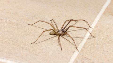 A house spider