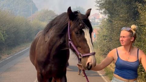 A brown horse wlking down the road. A woman is leading horse along wearing a blue shirt, blonde hair and sunglasses are perched on top of her head.