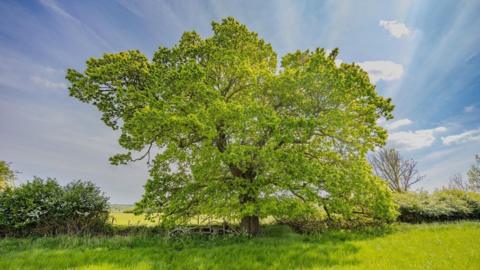 The tree in question