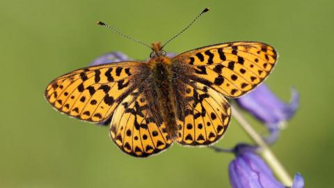 A butterfly with yellow and black markings is pictured perched on a bluebell. 