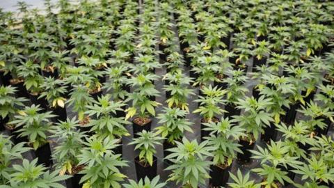 Cannabis seedlings