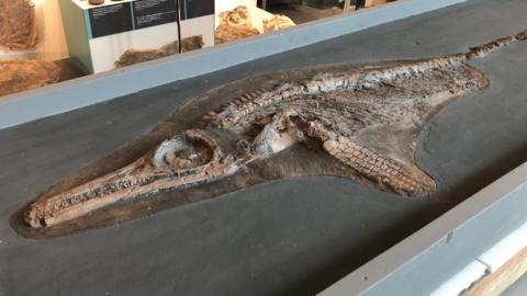 Protoichthyosaurus fossil at Wollaton Hall